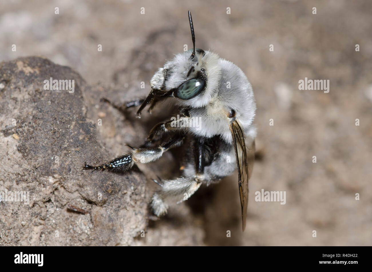 Digger Bee, Anthophora sp. Stockfoto