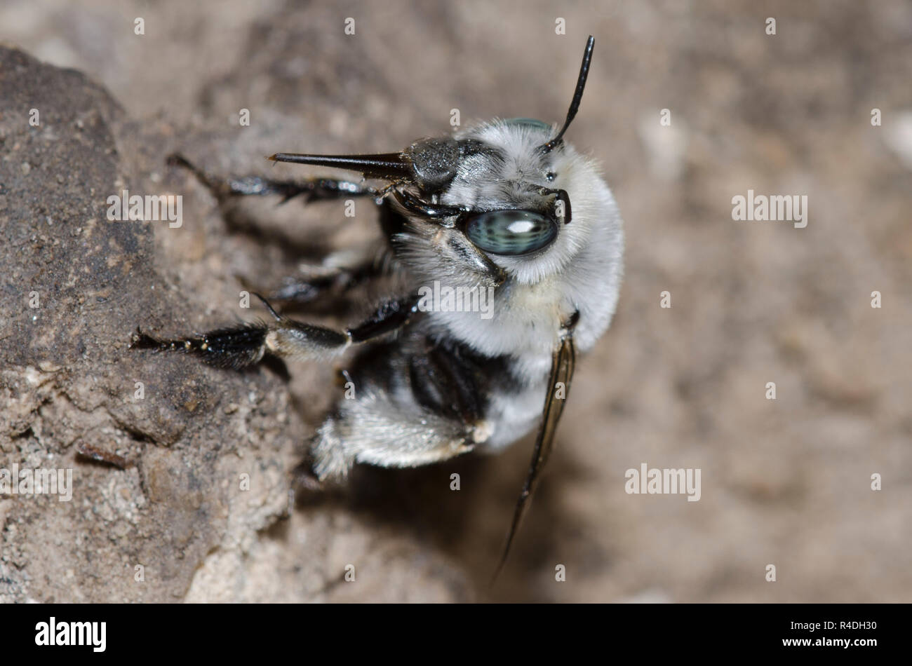 Digger Bee, Anthophora sp. Stockfoto