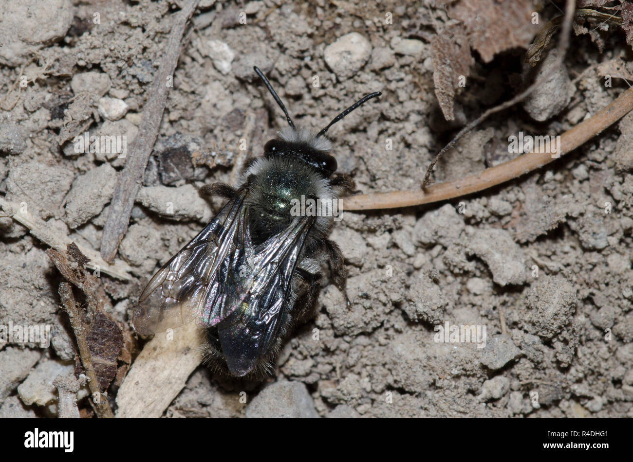 Bergbau Biene, Andrena cerasifolii Stockfoto