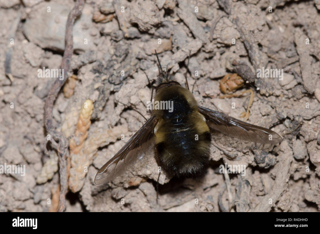 Bienen fliegen, Stamm Bombyliini Stockfoto