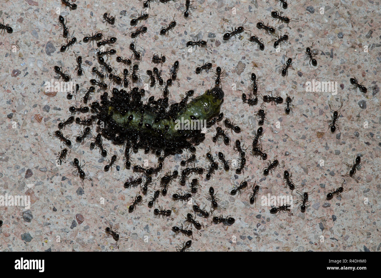 Ameisen, Monomorium sp., Schärmen tot Caterpillar Stockfoto