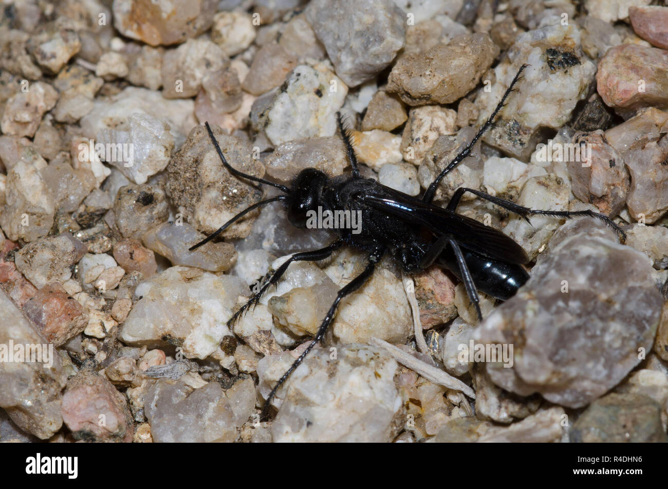 Thread-taillierte Wasp, Familie Sphecidae Stockfoto
