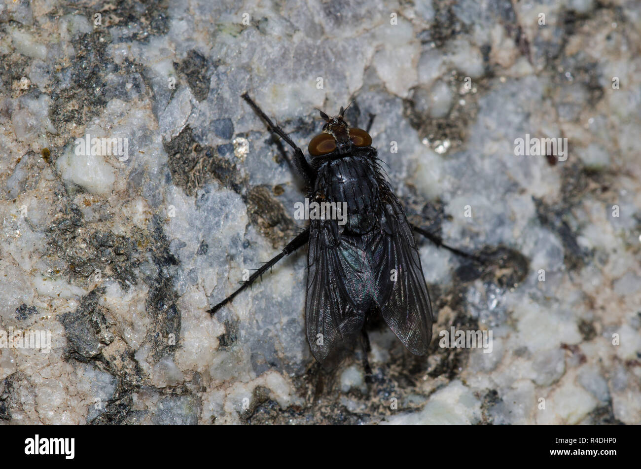 Schlag Fliegen, Unterfamilie Calliphorinae Stockfoto