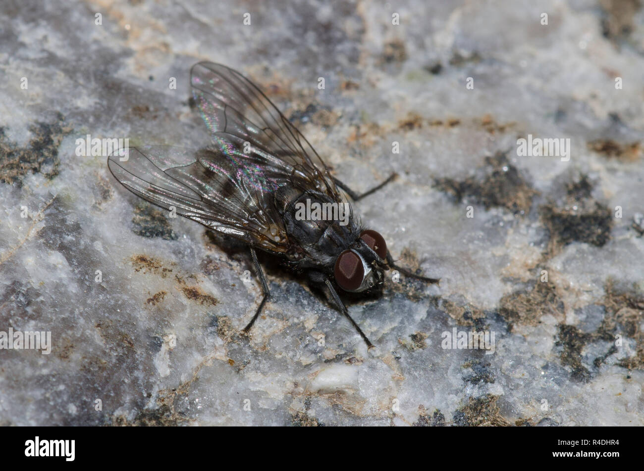 Muscoid Fliegen, Gattung Muscoidea Stockfoto