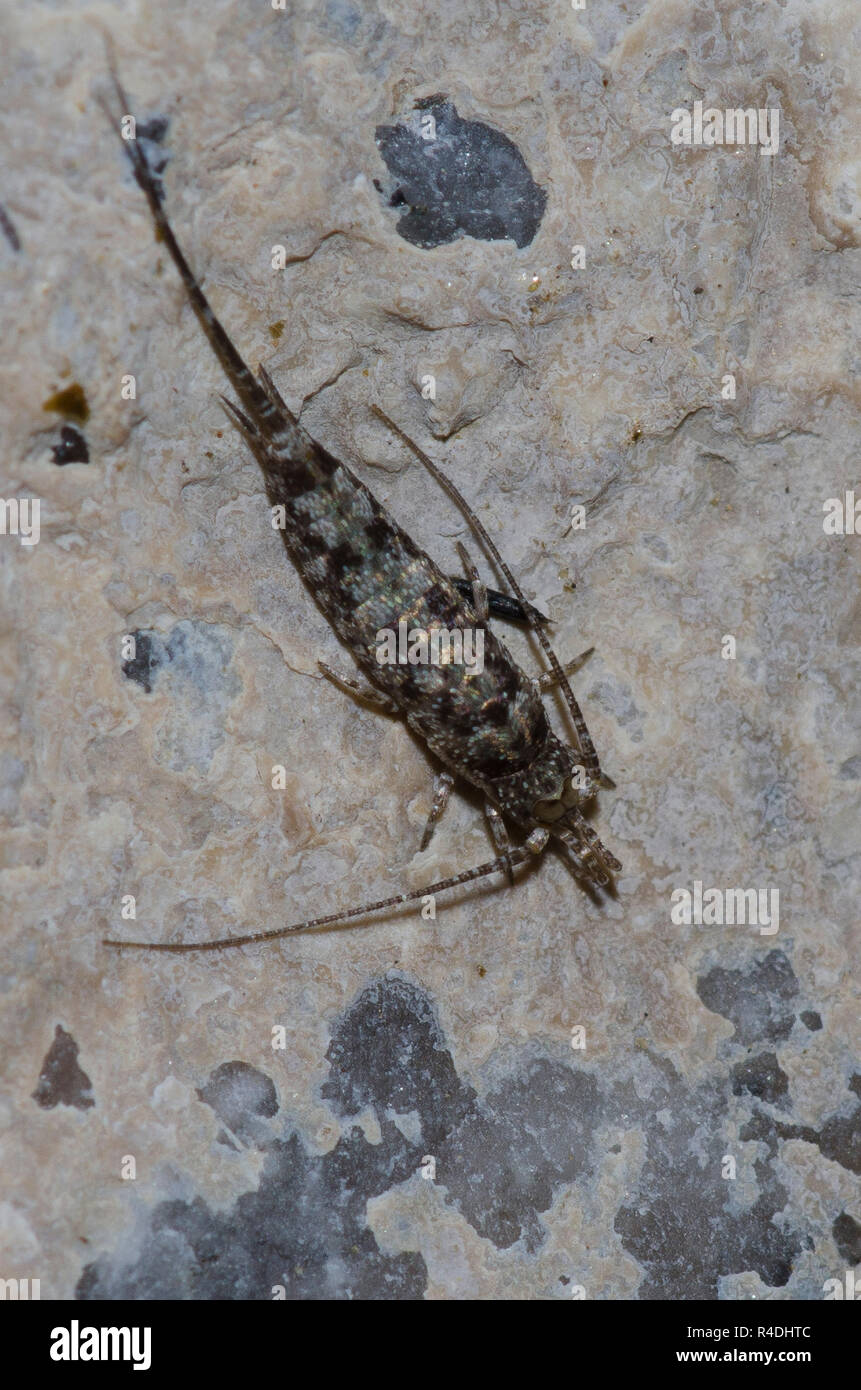 Bristletail, um Microcoryphia Stockfoto