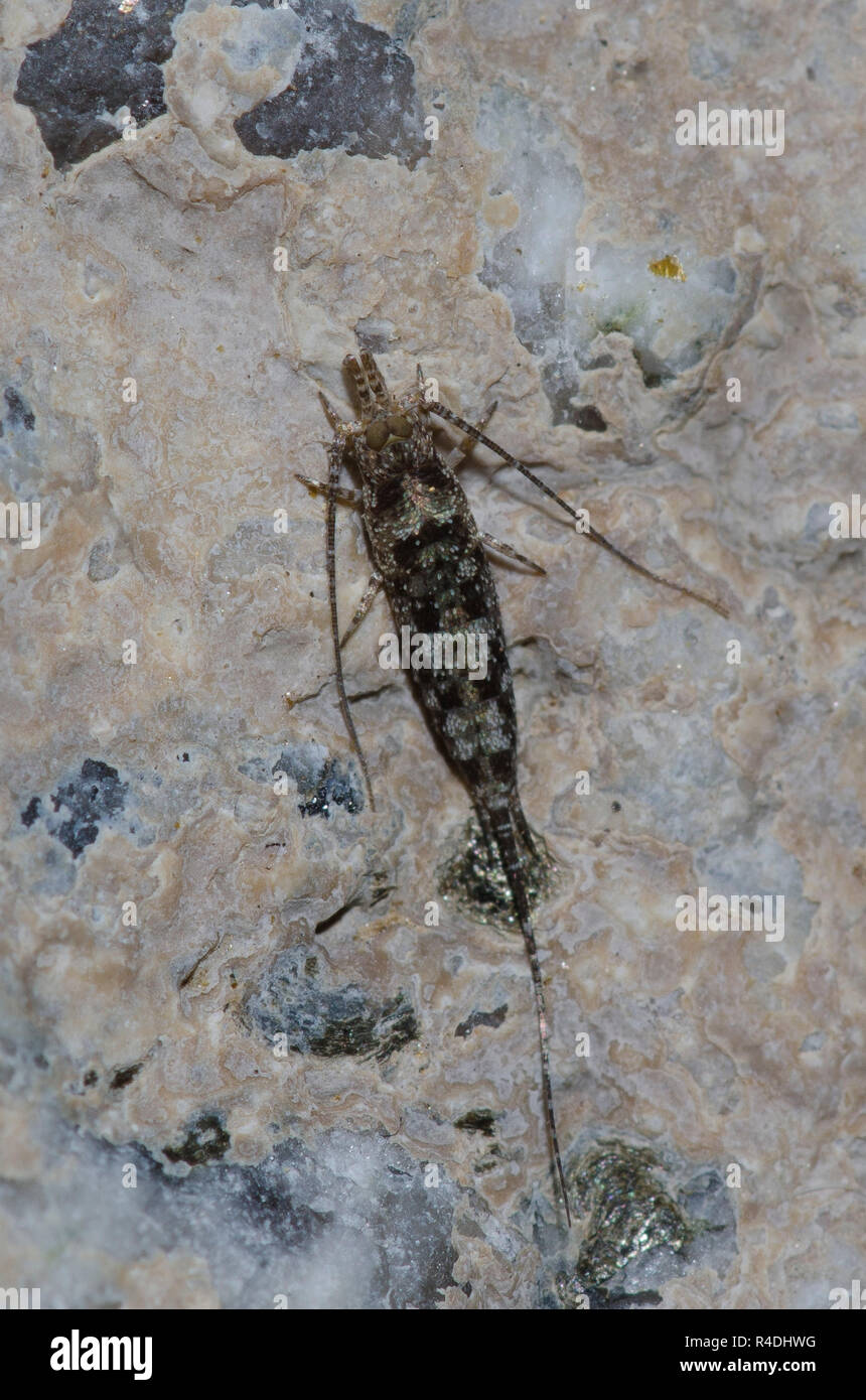 Bristletail, um Microcoryphia Stockfoto