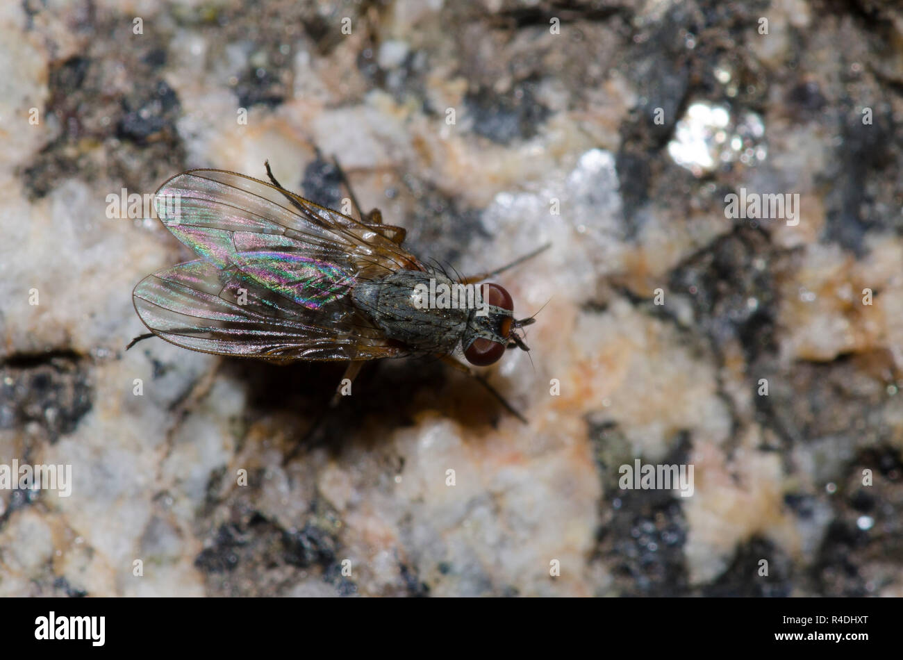 Anthomyiidae root-maggot Fliegen, Familie Stockfoto