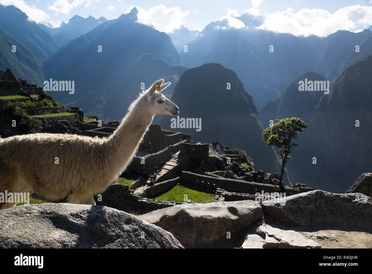Lama spazieren in Machu Picchu Stockfoto