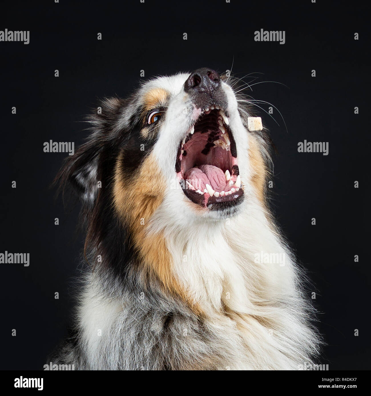 Lustig Kopf schoss der schönen nach Australian Shephard Hund. Mund weit auf einem fliegenden Süßigkeit zu fangen. Auf schwarzem Hintergrund isoliert. Stockfoto