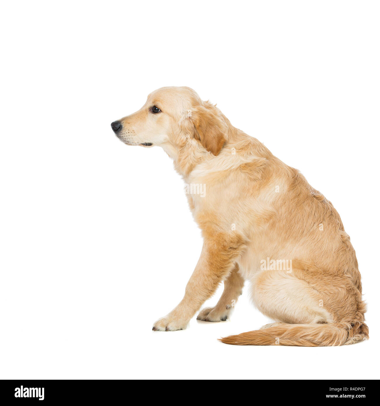 Junge Beautiul golden Retriever Hund Stockfoto