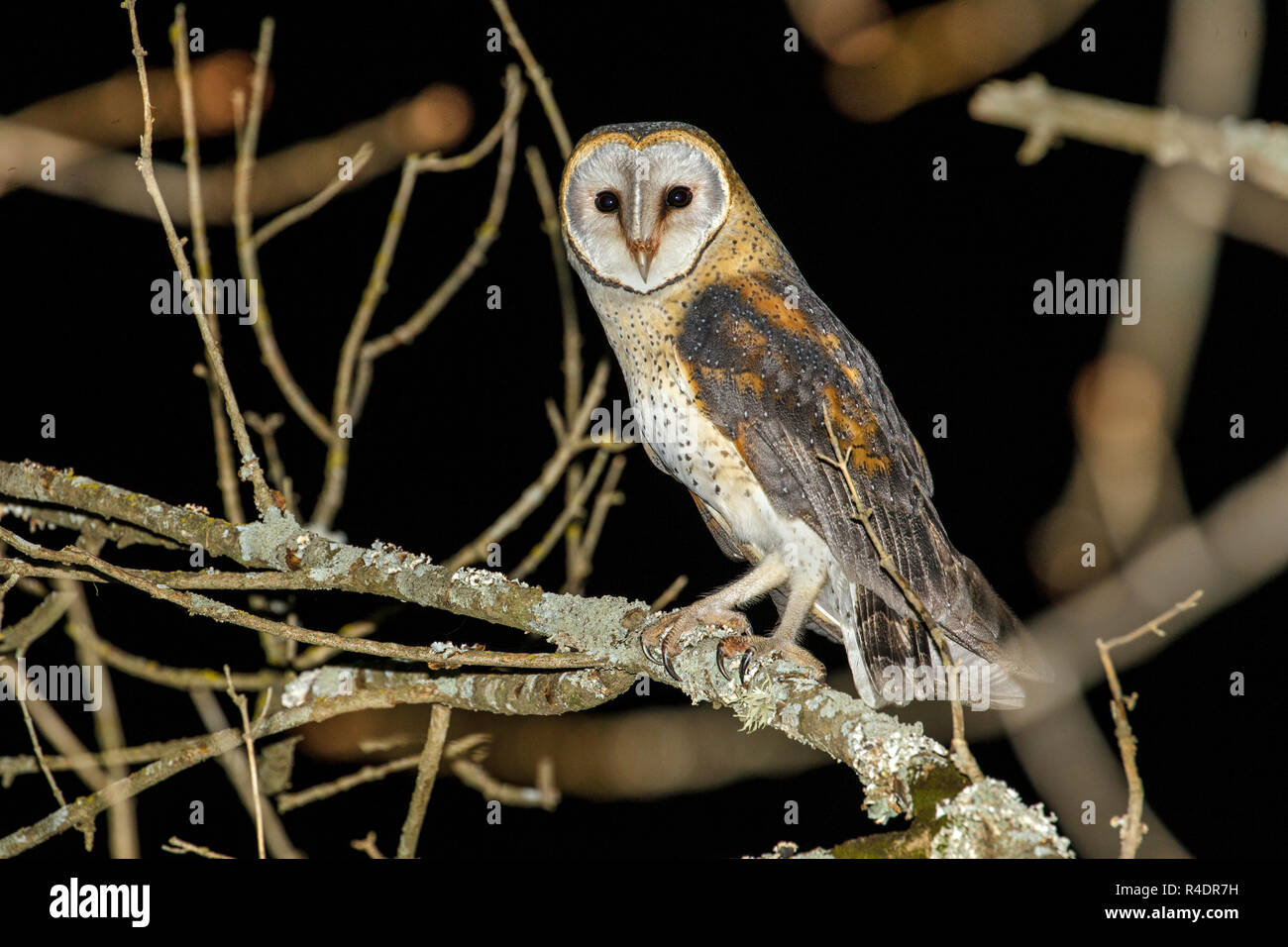 Western Schleiereule Tyto alba poensis Creighton, Kwazulu-Natal, Südafrika, 30. August 2018 nach Tytonidae Stockfoto