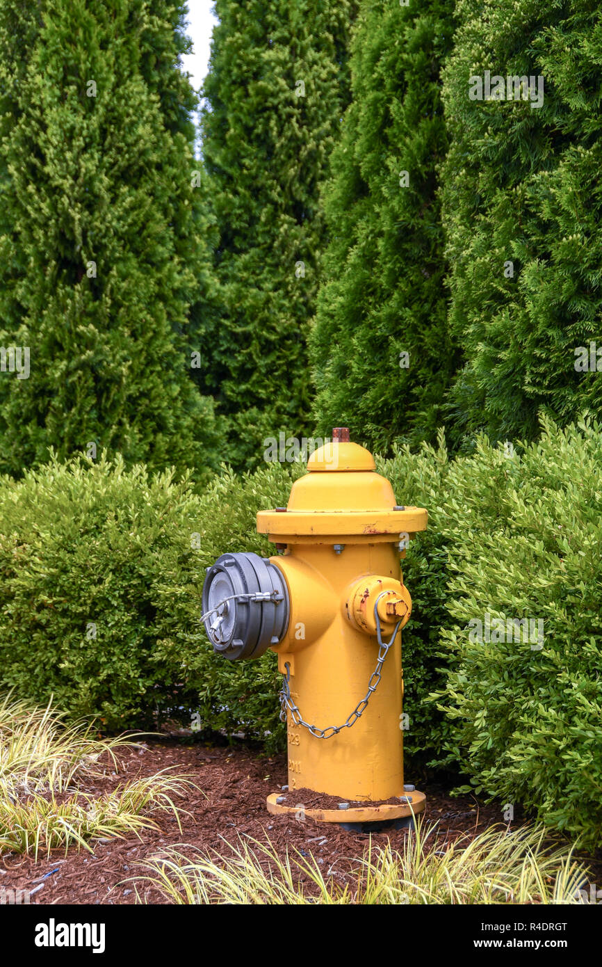 SEATTLE, USA - JUNI 2018: Leuchtend gelben Hydranten auf der Seite einer Straße am Stadtrand von Seattle Stockfoto