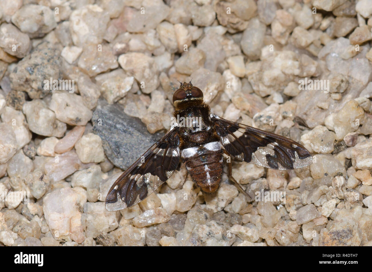 Bienen fliegen, Exoprosopa caliptera Stockfoto