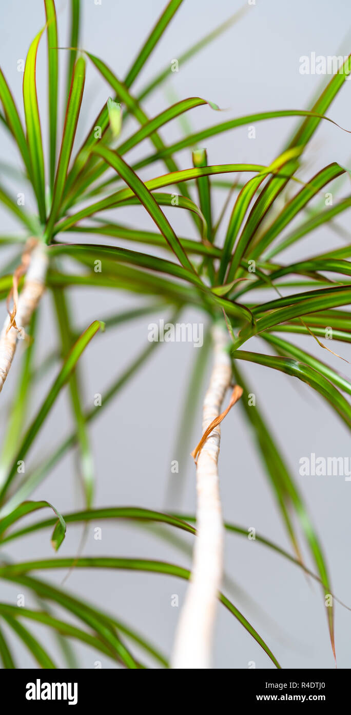Grüne Pflanze im Wohnzimmer - isoliertes Objekt mit dem weißen Hintergrund Stockfoto