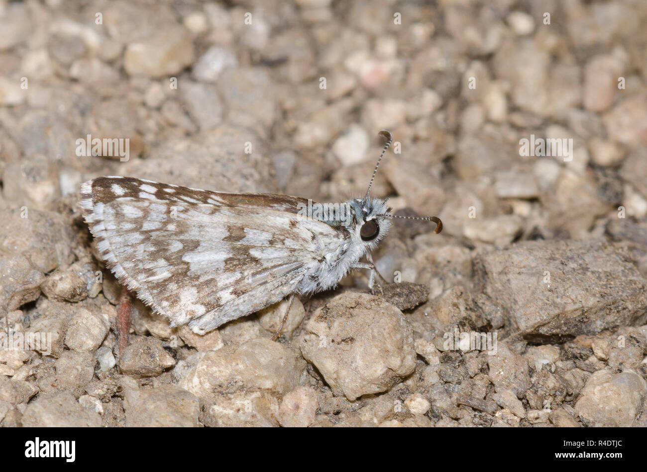 Gemeiner Checkered-Skipper, Burnsius communis, weibliches Schlammpfützen Stockfoto