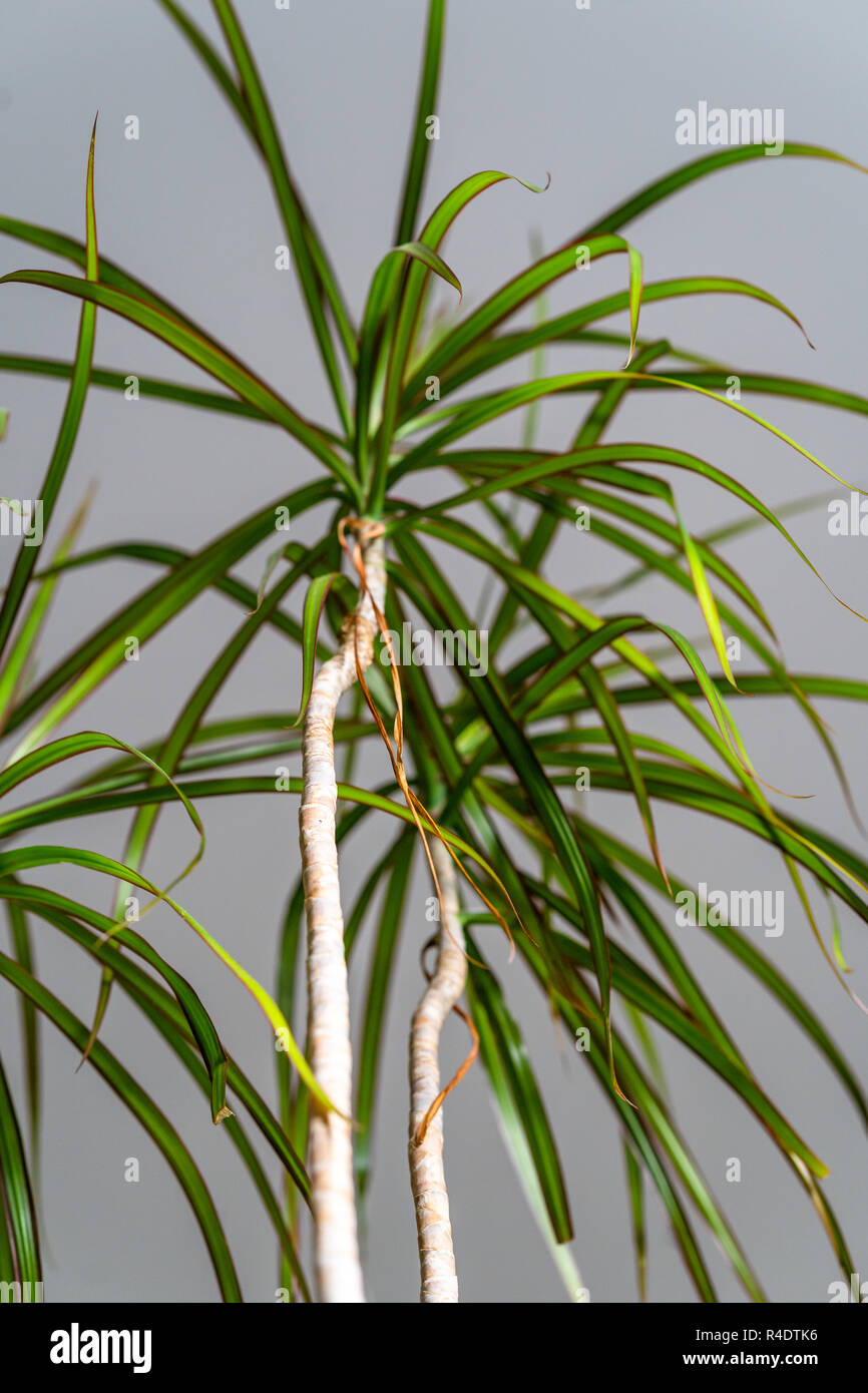 Grüne Pflanze im Wohnzimmer - isoliertes Objekt mit dem weißen Hintergrund Stockfoto