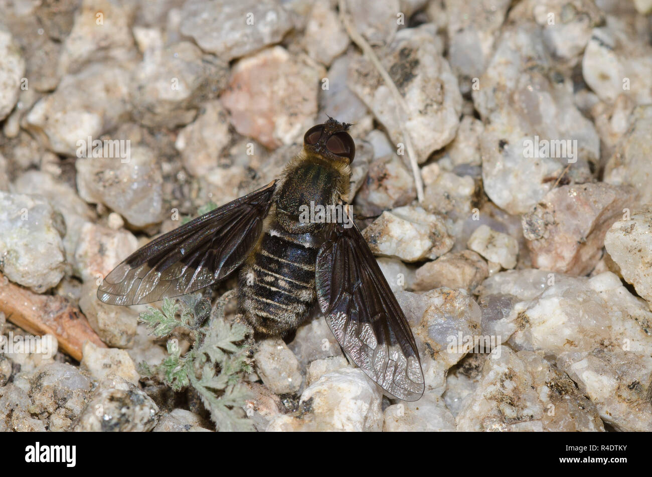 Bienen fliegen, Stamm Villini Stockfoto