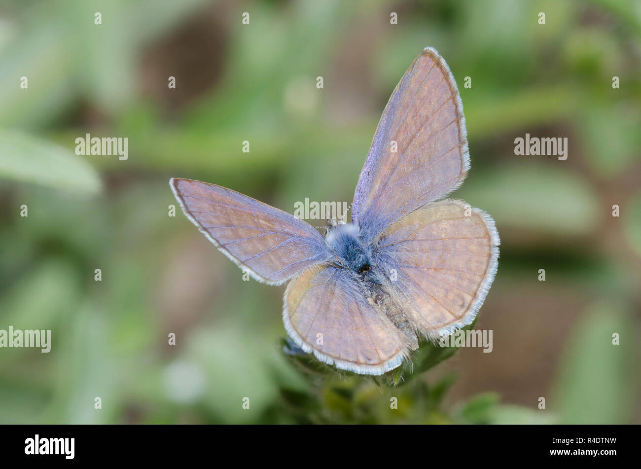 Marine Blau, Leptotes marina, männlich Stockfoto
