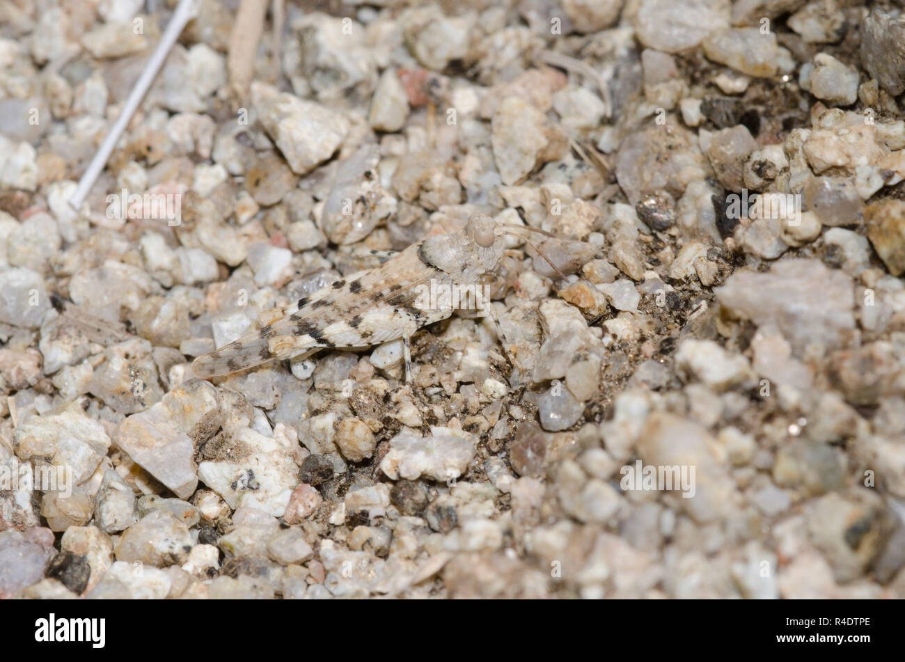 Creme Heuschrecke, Cibolacris parviceps Parviceps, getarnt Stockfoto