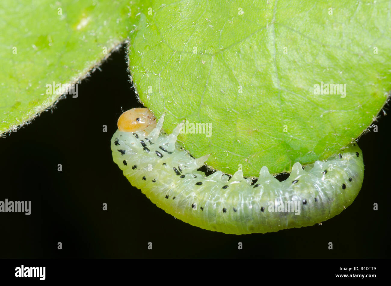 Gemeinsame Sawfly, Familie Tenthredinidae, Larven fressen an Post Oak, Quercus Stellata Stockfoto