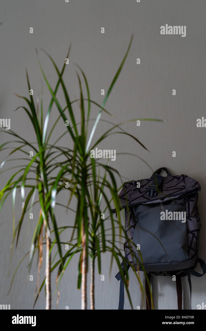 Lila Schule Rucksack an der Wand hängen - isoliertes Objekt mit weißem Hintergrund mit grünen Pflanze Neben es Stockfoto