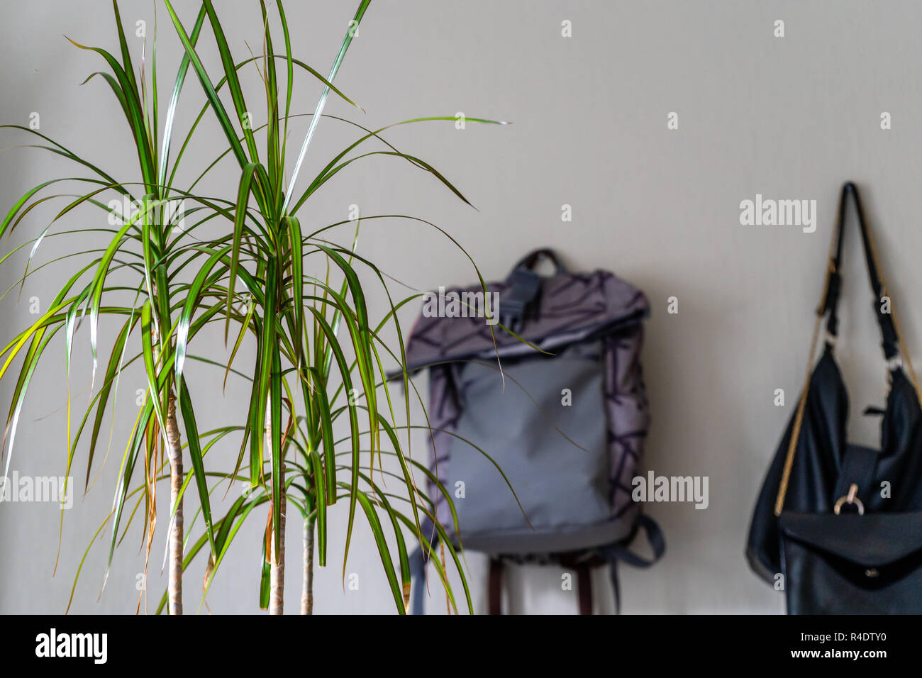 Lila Schule Rucksack an der Wand hängen - isoliertes Objekt mit weißem Hintergrund mit grünen Pflanze Neben es Stockfoto