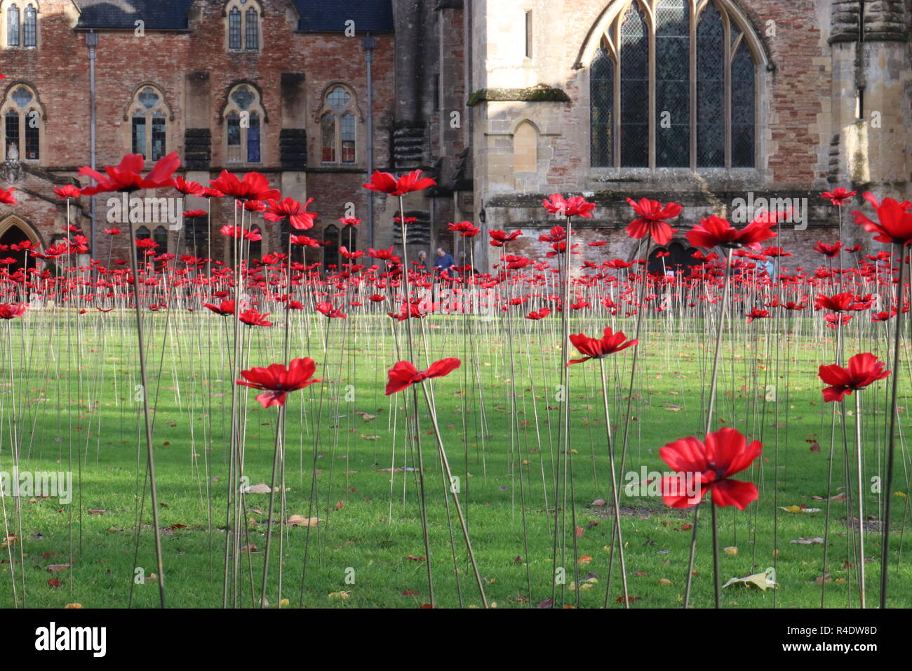 November 11 Tag der Erinnerung Tribut. Bereich der Mohnblumen außerhalb Bishops Palace und Gärten, Brunnen, Somerset, England, UK. Stockfoto