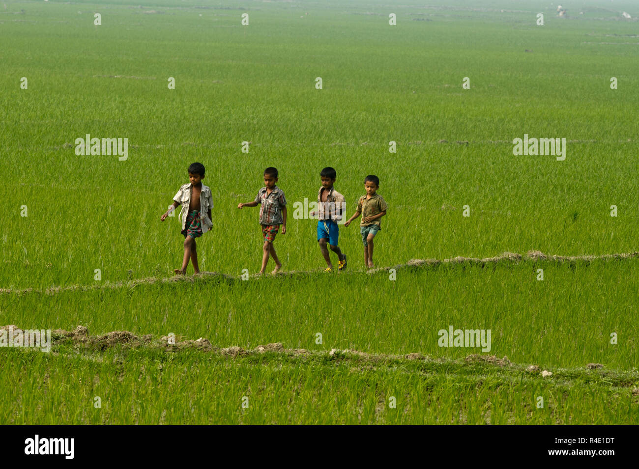Kinder Spaziergang durch den Gang der Reisfeld bei Rupganj. Narayanganj, Bangladesch. Stockfoto
