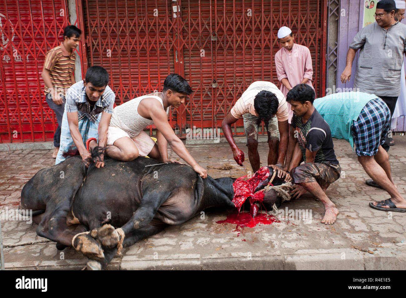 Schlachtung eines Tieres während einer der größten muslimischen feste Die Eid-ul-Azha, auch als der Eid des Opfers bekannt. Dhaka, Bangladesch. Stockfoto