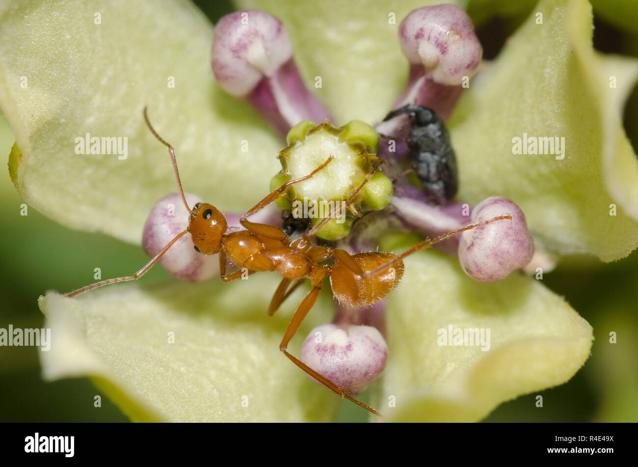 Ant, Formica dolosa, auf Green Seidenpflanze, Asclepias viridis Stockfoto