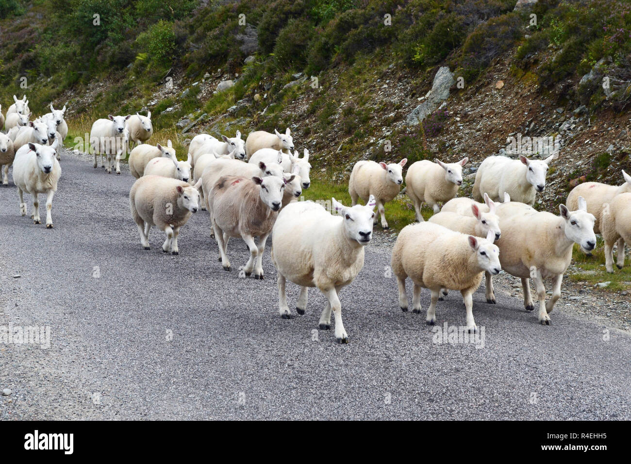 Schafe auf der Straße zwischen Durness und Dunnett Bay, Highlands, Schottland. Stockfoto