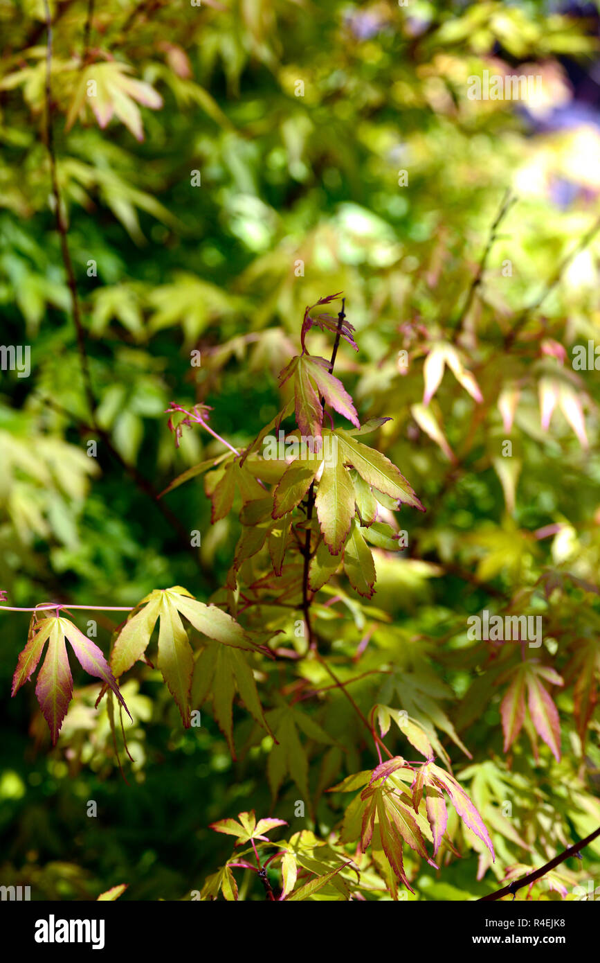 Zierbaum Fotos und Bildmaterial in hoher Auflösung Alamy
