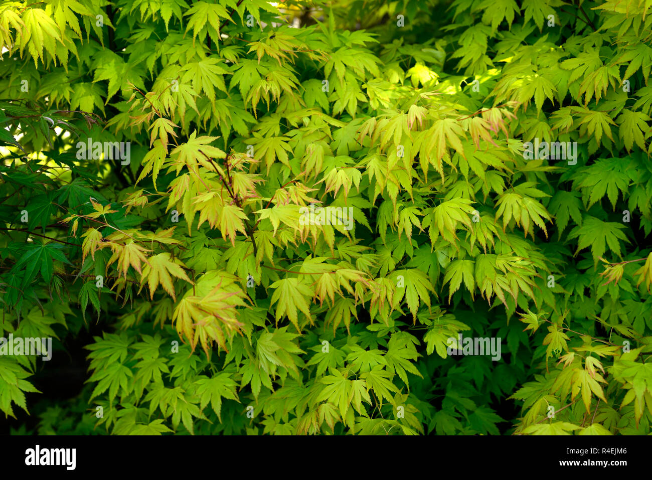 Acer palmatum orange Traum, acern, Grün, Gelb, Blätter, Laub, Frühling, Zierpflanzen, baum, bäume, Garten, RM Floral Stockfoto