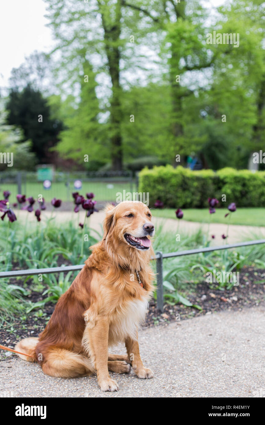 Portrait eines Hundes in einem Park sitzend, Vereinigtes Königreich Stockfoto