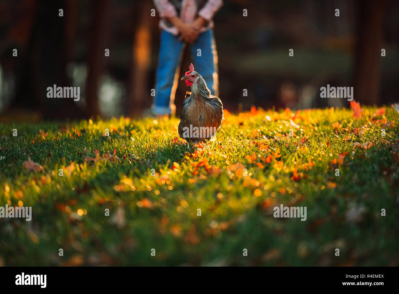 Junge in einem Garten spielt mit bei einem Huhn, United States Stockfoto