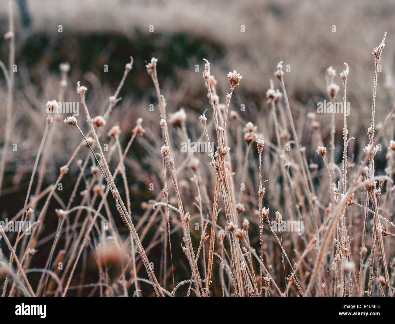 Gefrorenes Gras Halme im Bereich der Kemeri Moor in Lettland an einem kalten Wintermorgen - Vintage look bearbeiten Stockfoto