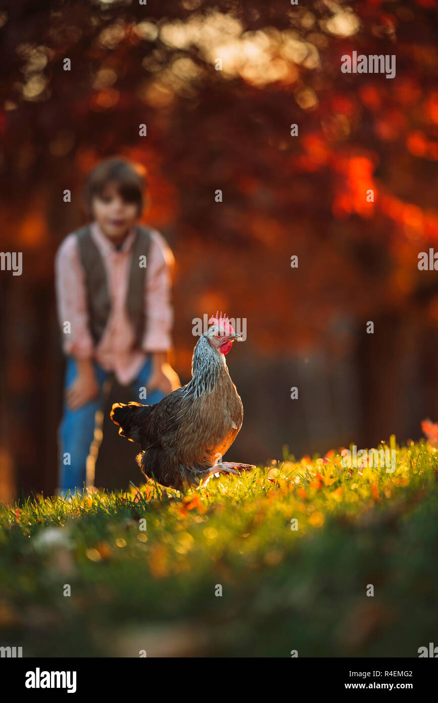 Junge in einem Garten spielt mit bei einem Huhn, United States Stockfoto