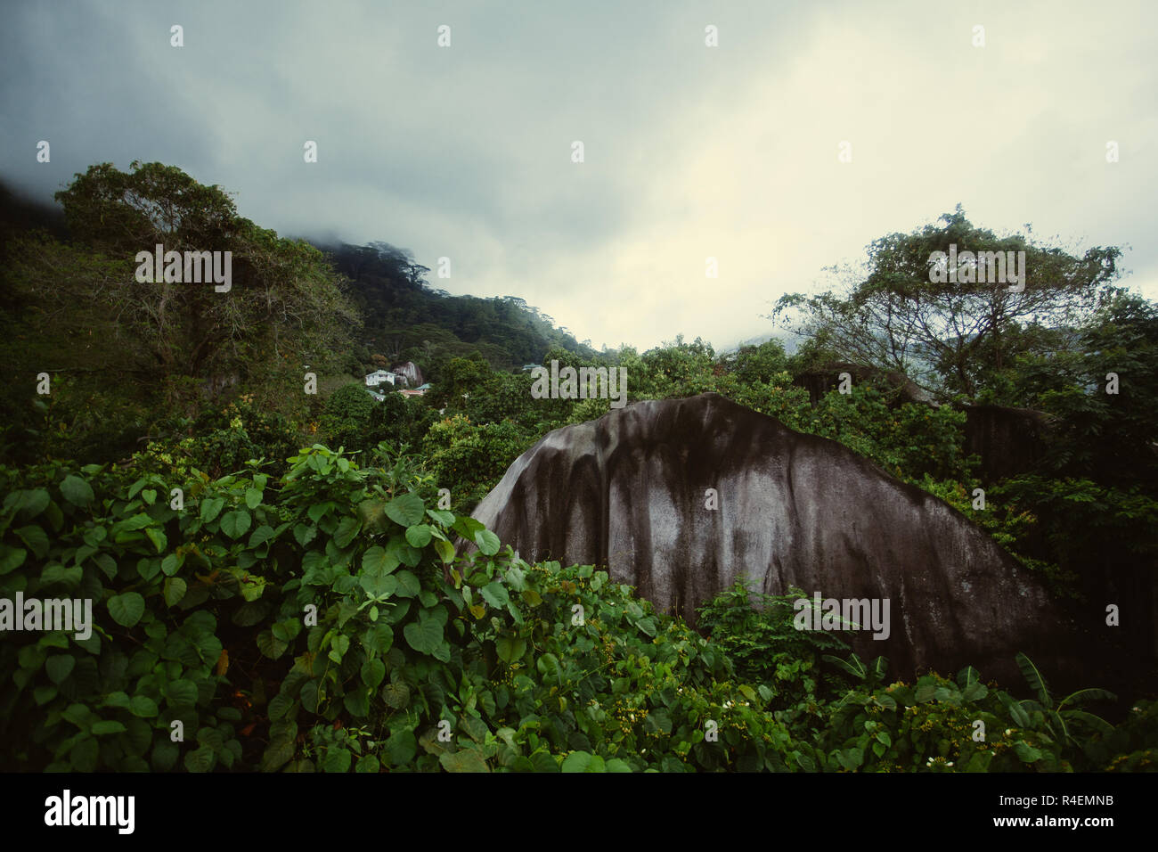 Dschungel Landschaft, Seychellen Stockfoto