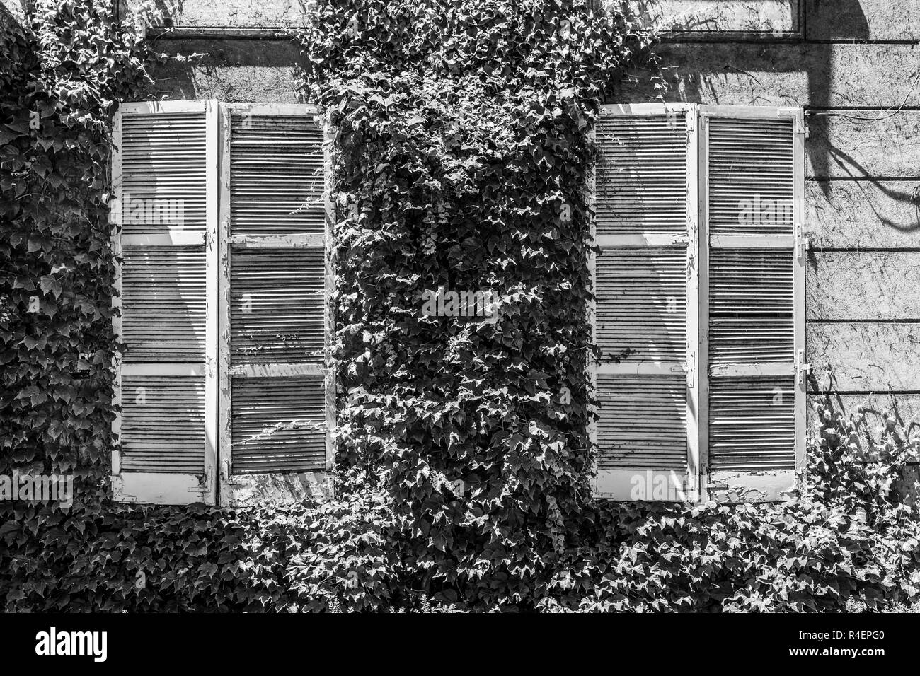 Weiß Holz- Fenster durch eine tolle vegetation von Blättern umgeben, eine erstaunliche urbane Muster in den Straßen von Santiago de Chile Stockfoto