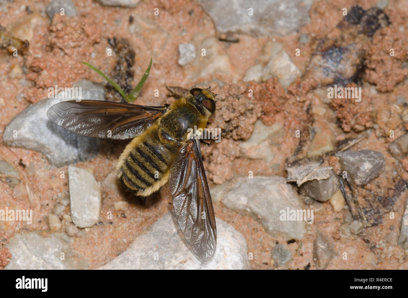 Bienen fliegen, Poecilanthrax Luzifer Stockfoto
