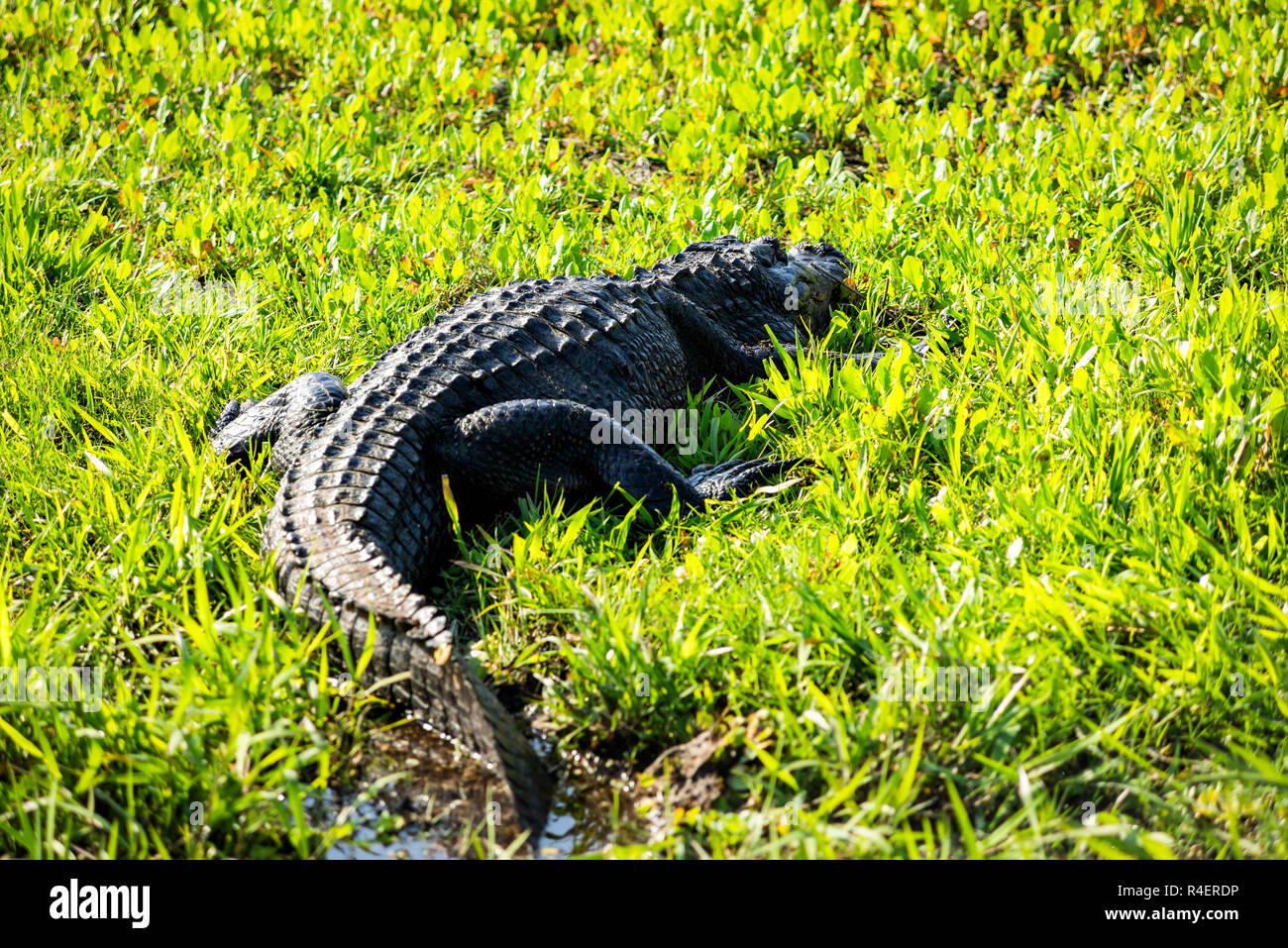 Nahaufnahme der Alligator Lüge zurück in den Sumpf Sumpf in Paynes Prairie Preserve State Park in Gainesville, Florida, im Sonnenlicht Stockfoto