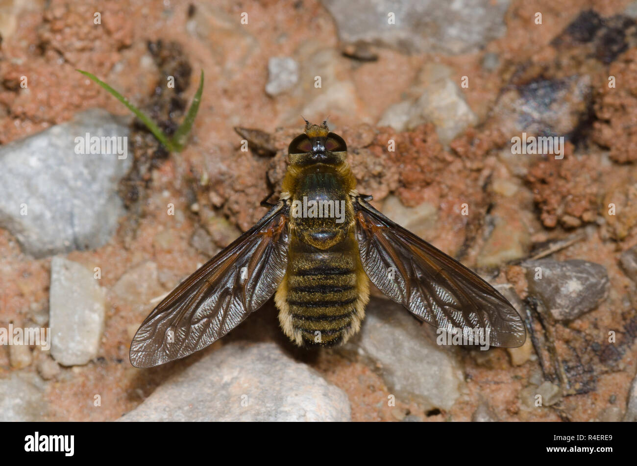 Bienen fliegen, Poecilanthrax Luzifer Stockfoto