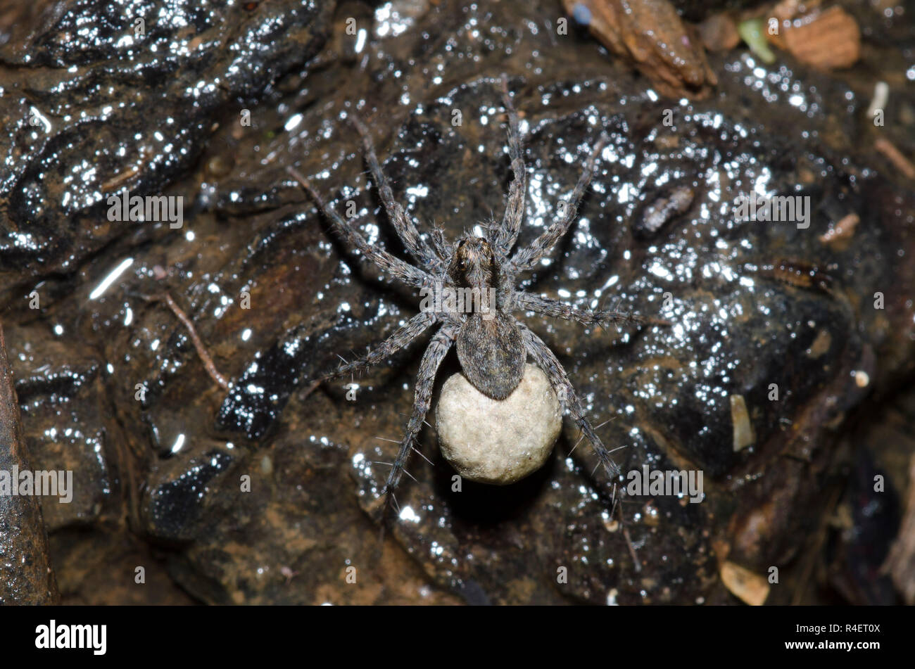 Thinlegged Wolf Spider, Pardosa sp., Weibchen mit Ei Fall Stockfoto