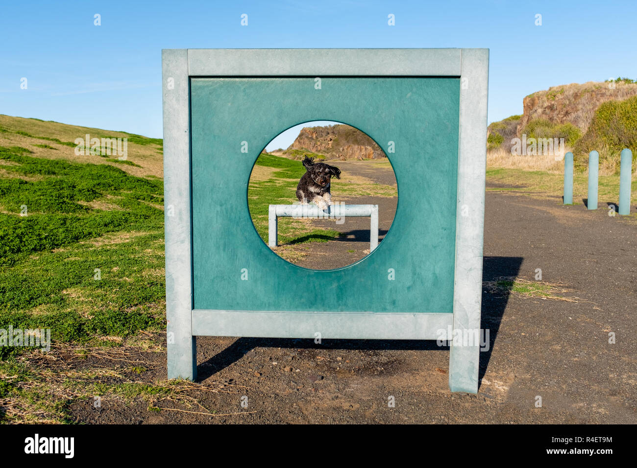 Gesunde Hund draußen trainieren springen über einen Sprung durch den Reifen bei Agility park Erholung Hund ohne Leine im Park. Stockfoto