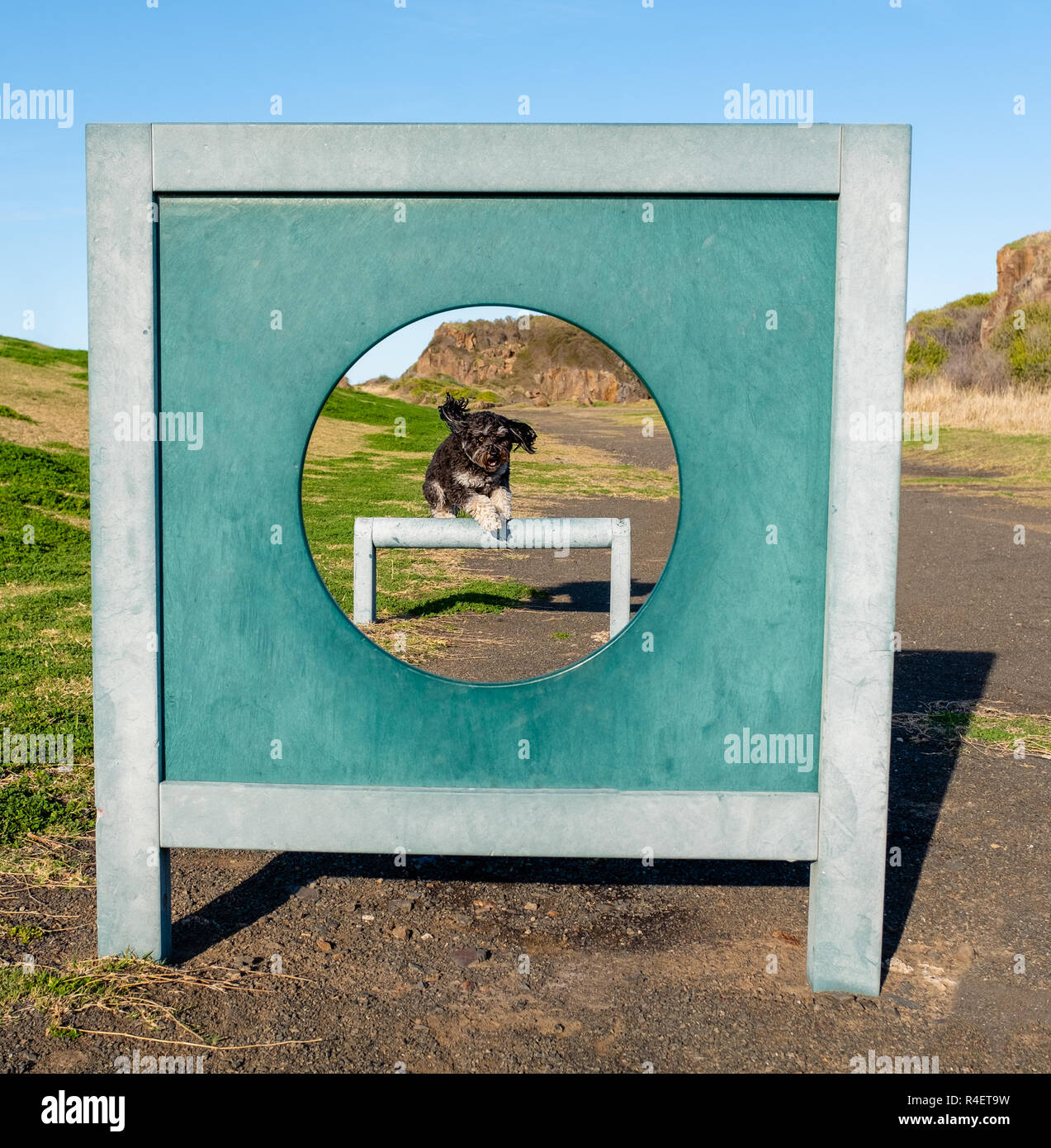 Gesunde Hund draußen trainieren springen über einen Sprung durch den Reifen bei Agility park Erholung Hund ohne Leine im Park. Stockfoto