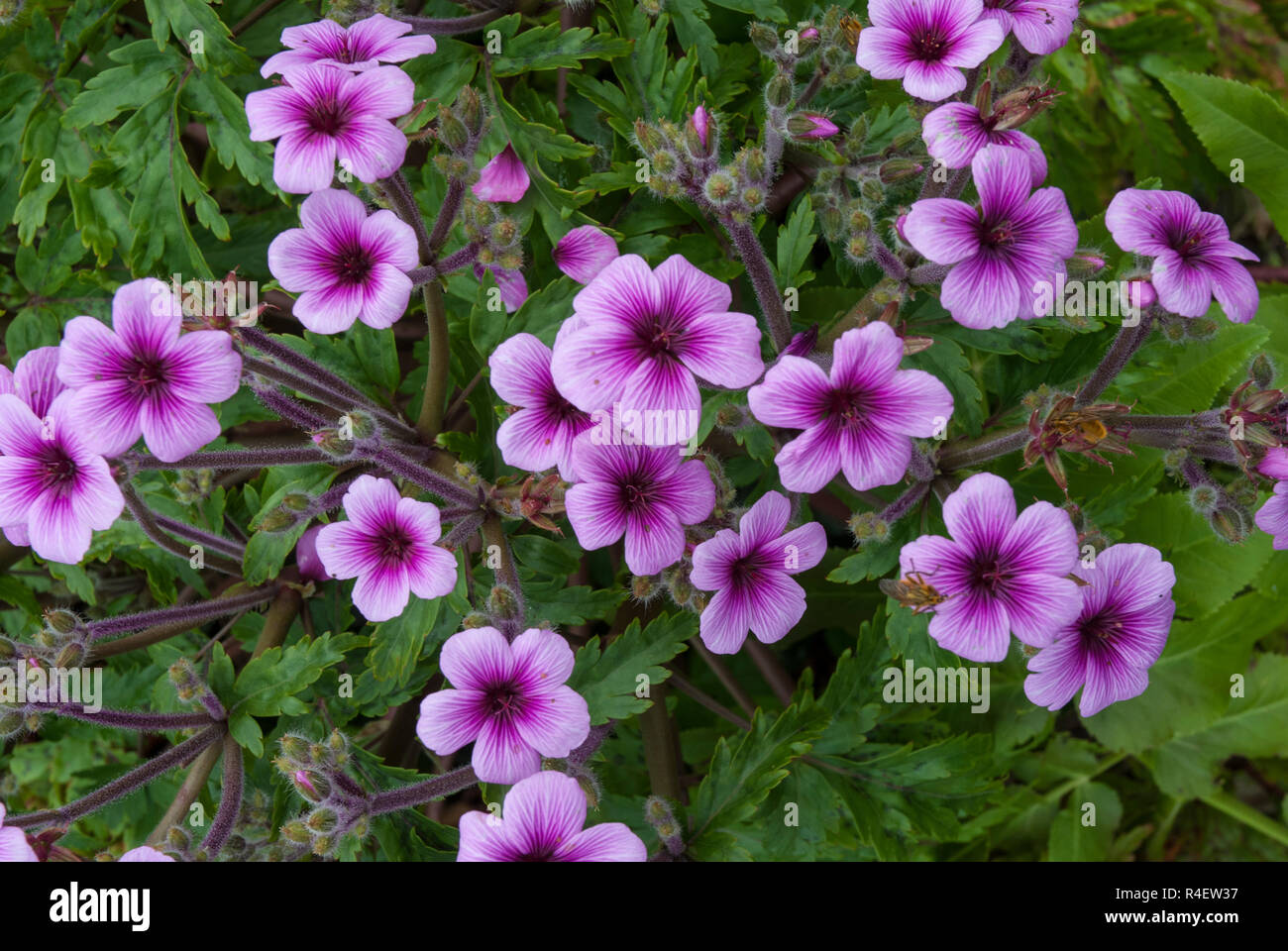 Hell-rosa Blüten der Geranium maderense im Sonnenschein auf den Scilly-inseln. Stockfoto