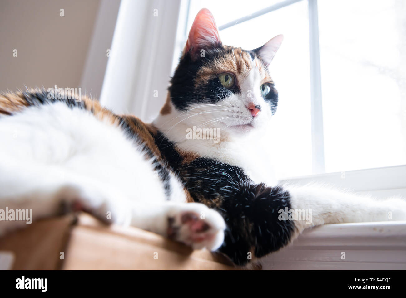 Low Angle Closeup Portrait Seite, Profil anzeigen der weiblichen cute Calico Cat Face, Liegen, Fensterbank, fensterbrett Innen, innen, innen von Haus Home Zimmer, s Stockfoto