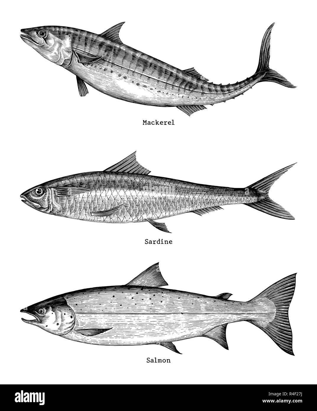 Makrele, Sardinen, Lachs fischen Handzeichnung vintage Gravur Abbildung Stock Vektor
