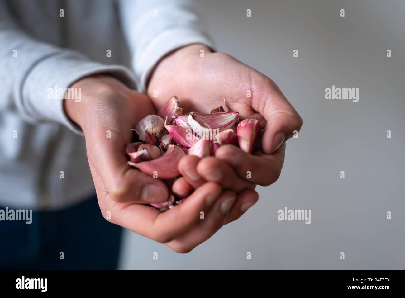 Italienische Lila Knoblauchzehen, botanisch klassifiziert als Allium Sativum var. ophioscorodon Stockfoto