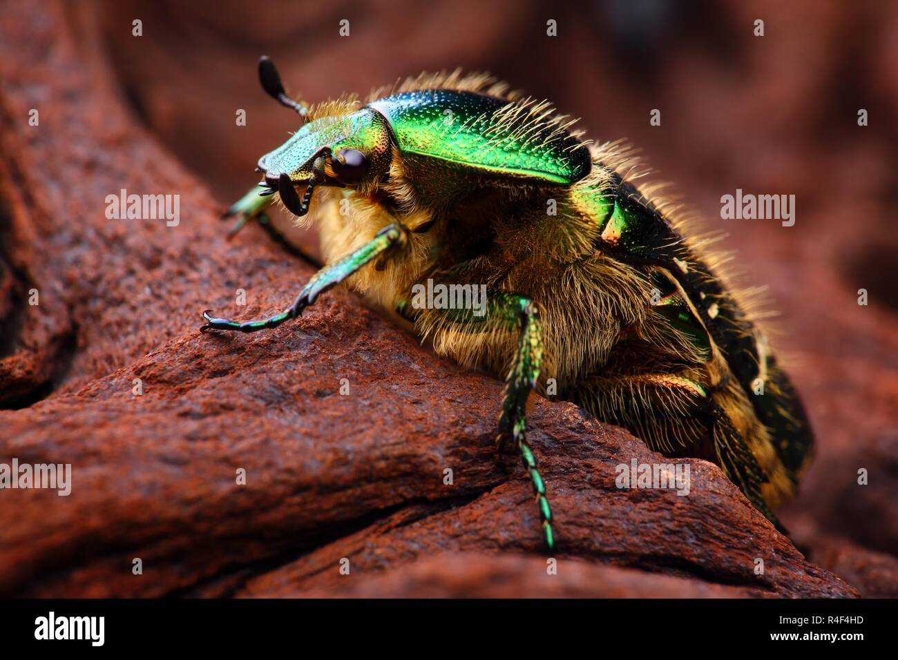 Extrem scharfe und detaillierte Foto von Skarabäus Insektennadeln (Cetonia aurata) Käfer. Das Bild wird von vielen Schüsse, die in einem scharfen Bild gestapelt. Stockfoto